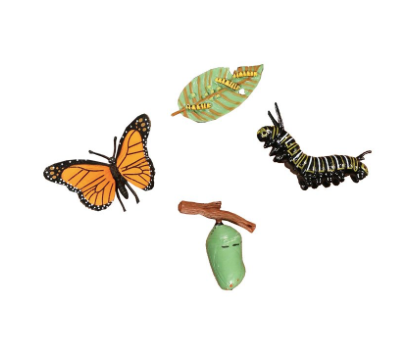 Cycle de vie du papillon
