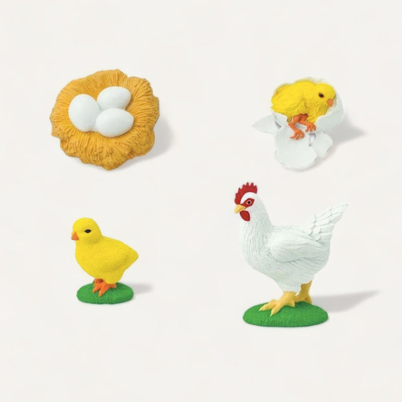 Cycle de vie de la poule