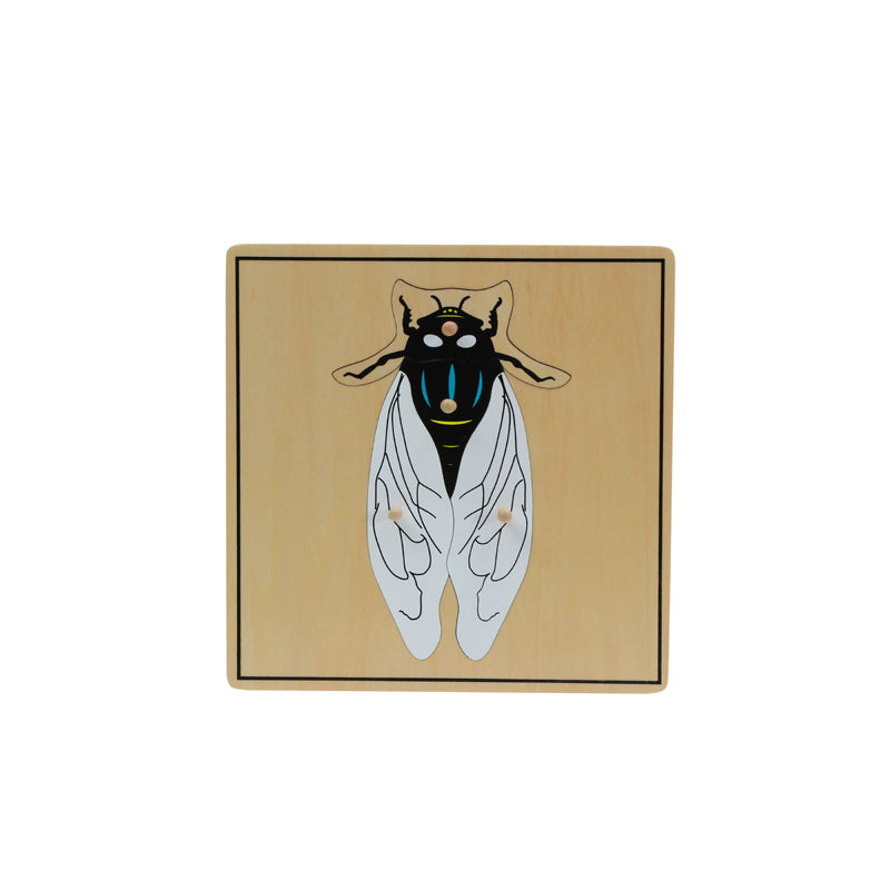 Cabinet des insectes