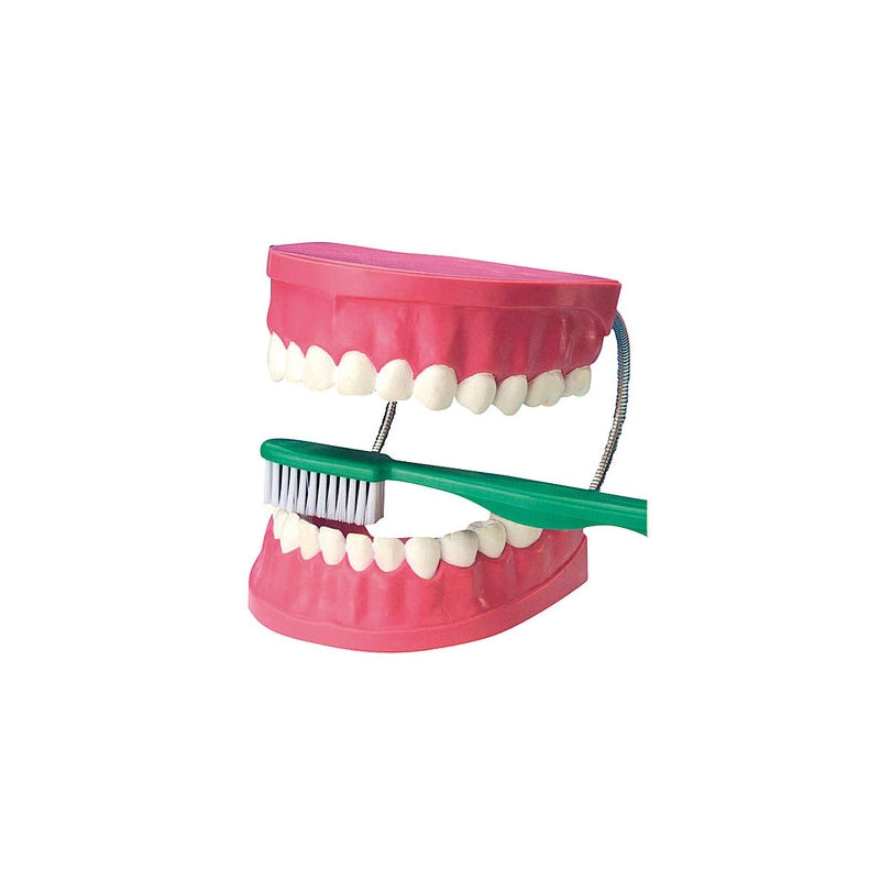 Grand dentier éducatif avec brosse à dents pour apprendre aux enfants l’hygiène bucco-dentaire