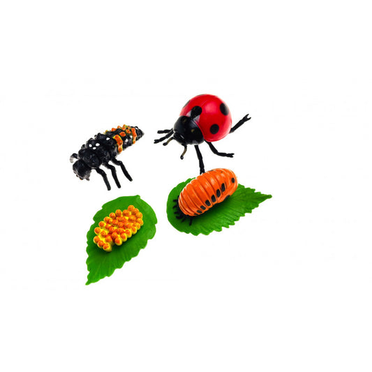 Cycle de vie de la coccinelle en figurines éducatives : œuf, larve, nymphe et adulte