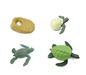 Cycle de vie de la tortue